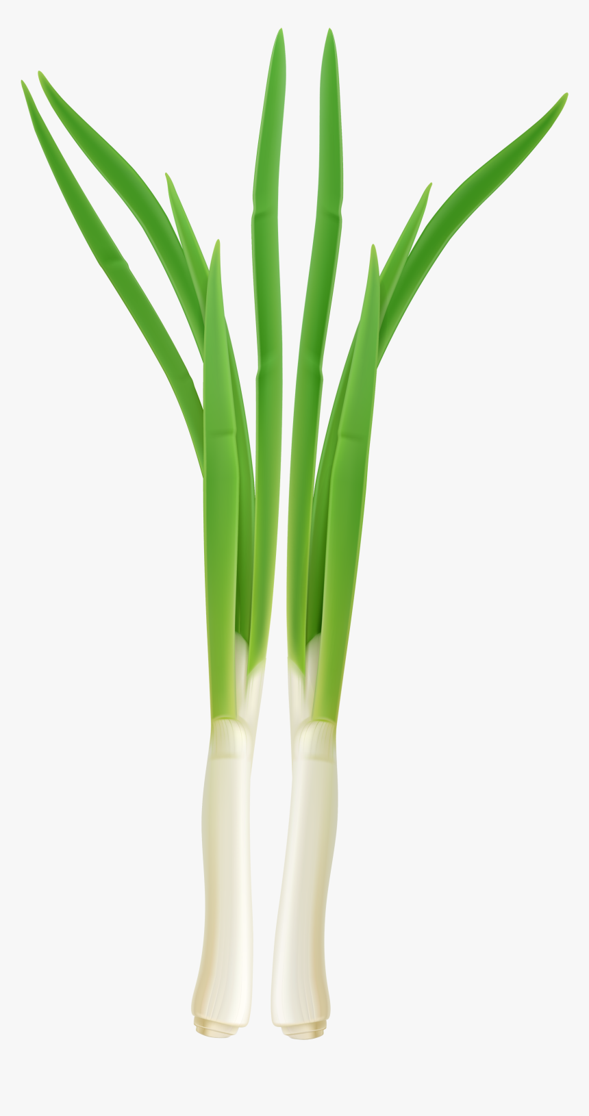 Clip Art Green Onion Clipart - Clip Art, HD Png Download