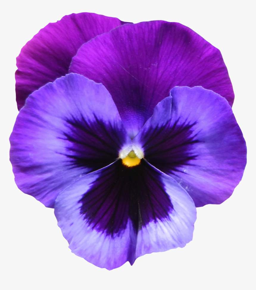 Violet Flower, HD Png Download