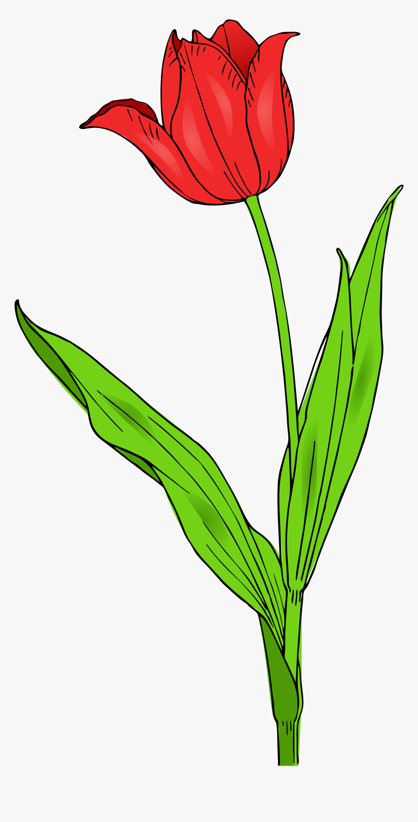 Tulip Clip Art Clipart - Tulip Clip Art, HD Png Download