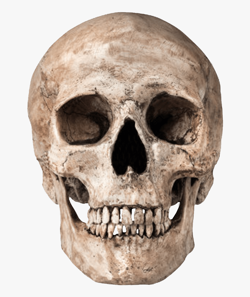 Skull Skeleton Clip Art - Skull Png Transparent, Png Download