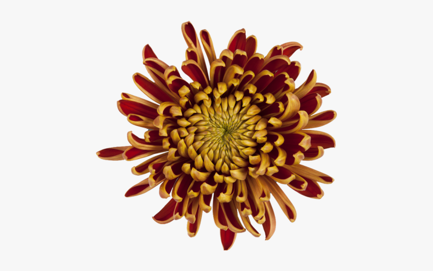 Disbud Bronze Fuego, HD Png Download