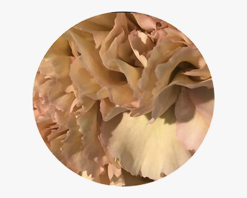 Transparent Ruffle Clipart - Nude And Peach Aesthetic, HD Png Download