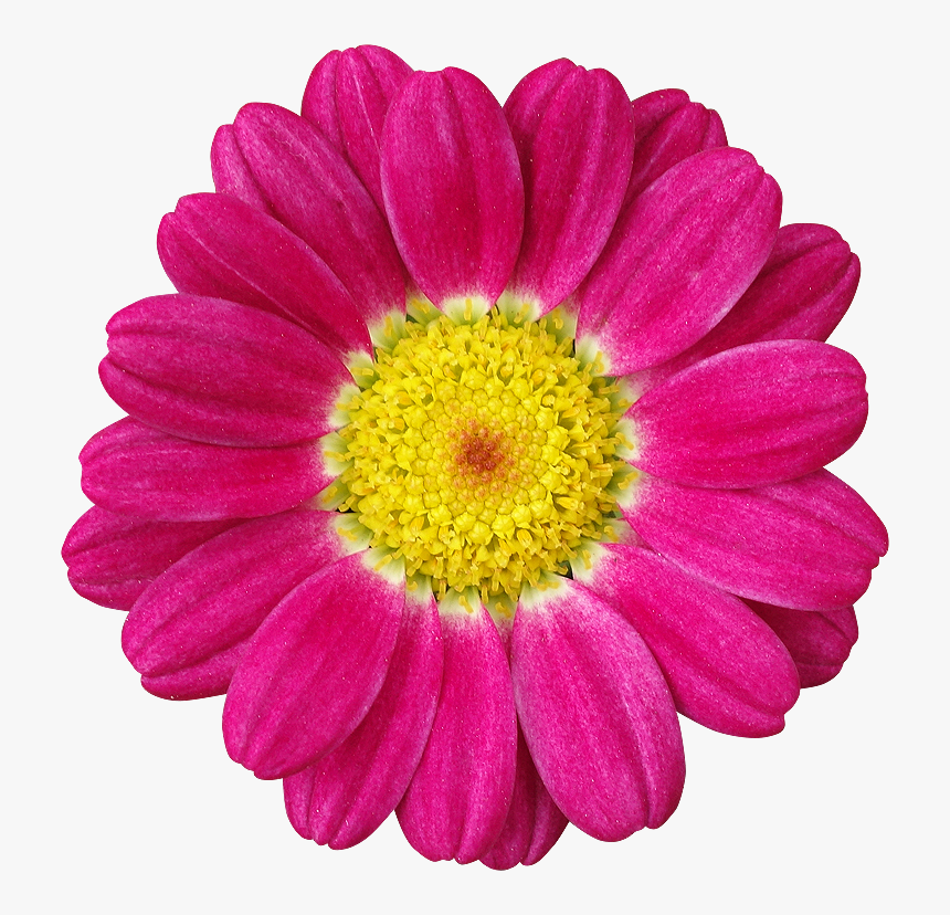 Flores Moradas Png, Transparent Png