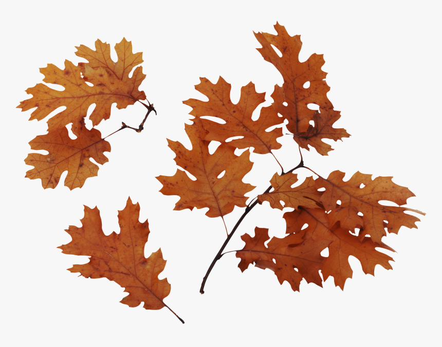 Autumn Png Leaves - Transparent Background Dried Leaves Png, Png Download
