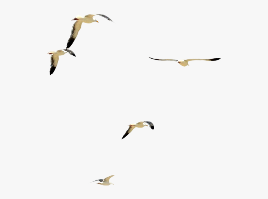 Thumb Image - Bird Psd, HD Png Download