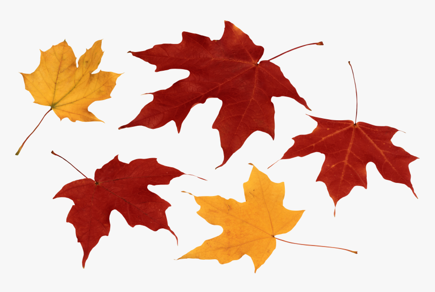 Autumn Png Leaf - Autumn Leaves Hd, Transparent Png