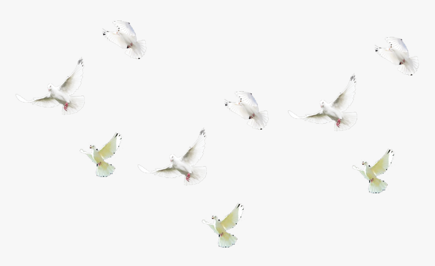 Stock Dove, HD Png Download