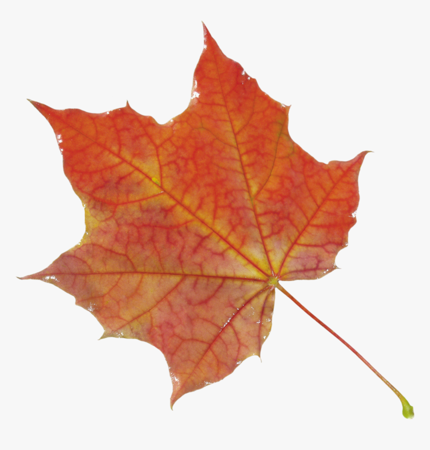 Autumn Png Leaf - Autumn Leaf Png, Transparent Png