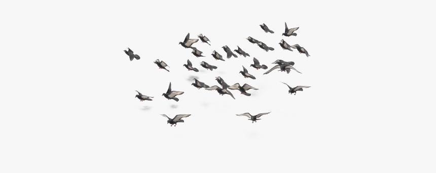 Flock Of Doves Png, Transparent Png