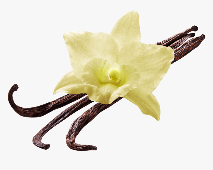 Vanilla Flower - Vanilla Flower Png, Transparent Png