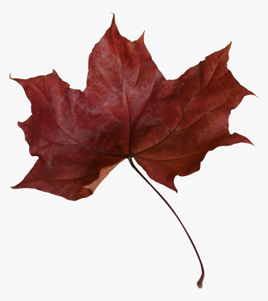 Maple Leaf Png Transparent Picture - Dead Red Maple Leaf, Png Download