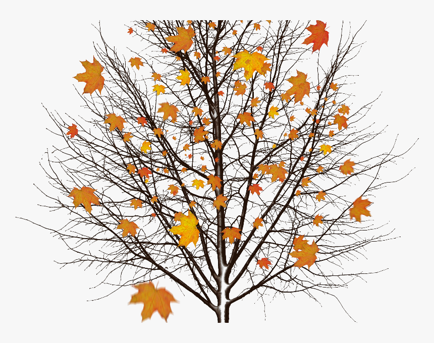 Autumn Tree With Leaves Isolated Object Png - Mensagem De Yla Fernandes De Boa Noite, Transparent Png