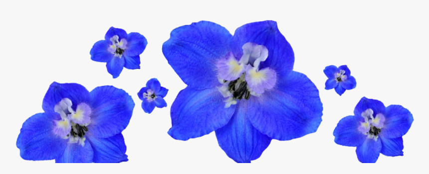 Floresbottom - Lilac Hibiscus, HD Png Download