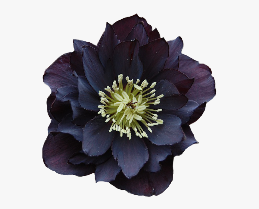 Clip Art Png For Free - Flower, Transparent Png