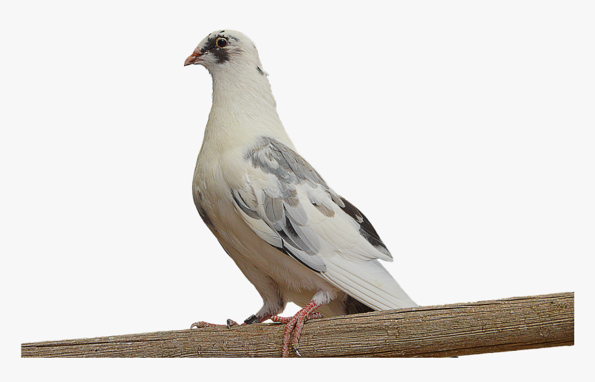 Png, Paloma, White Dove, Dove On Branch, Ave, Feathers - Dove On A Branch Png, Transparent Png