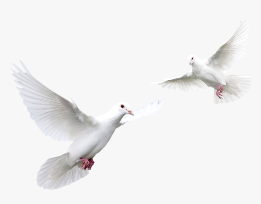 Doves Flying Png - White Doves, Transparent Png
