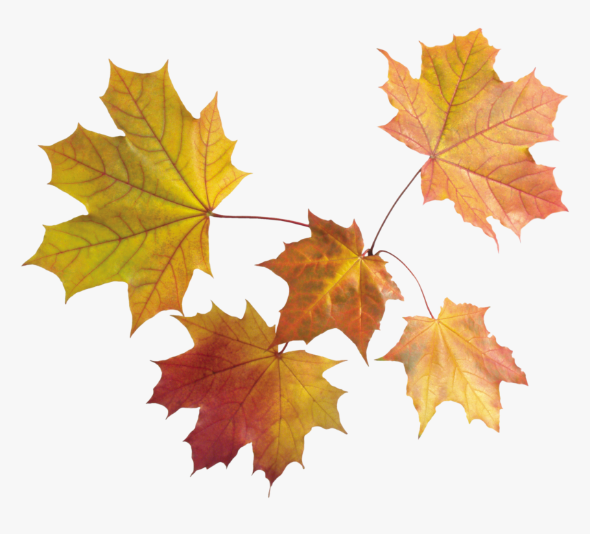 Drawn Maple Leaf Dead Leave - Transparent Background Fall Leaves Png, Png Download