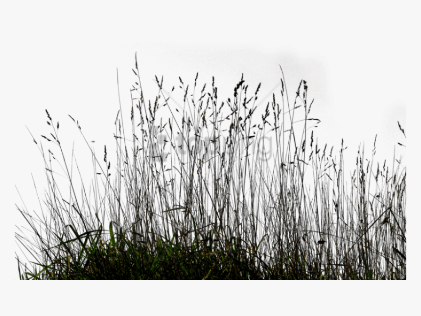 Transparent Grass Background Png - Transparent Long Grass Png, Png Download