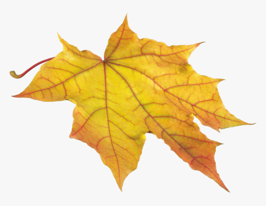 Yellow Autumn Png Leaf - Autumn Leaf Png, Transparent Png