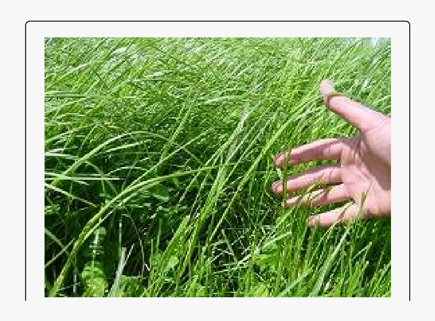 Summer Grassland Scene - Sweet Grass, HD Png Download