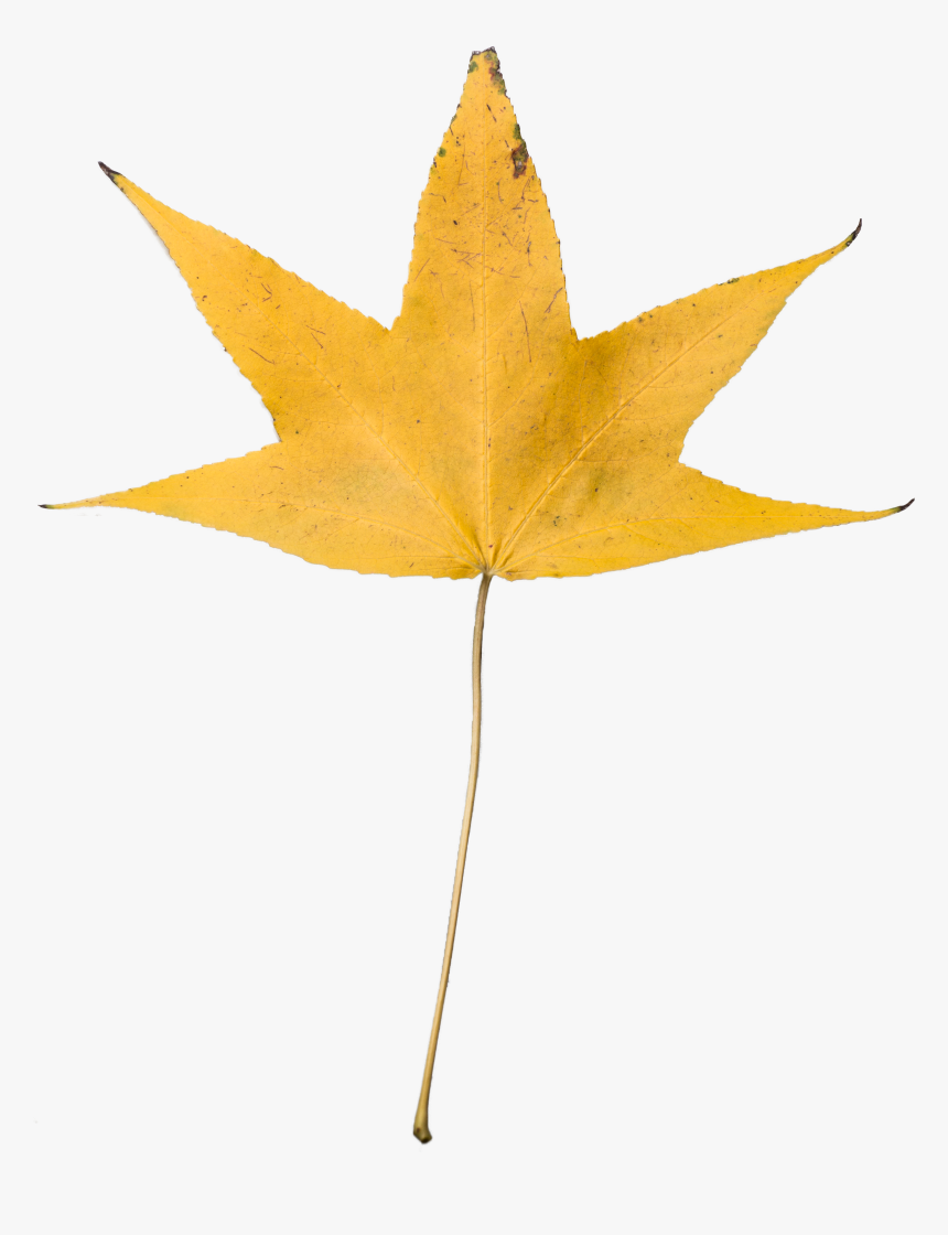 Dry Leaves Falling Png - Dried Leaf Transparent Background, Png Download