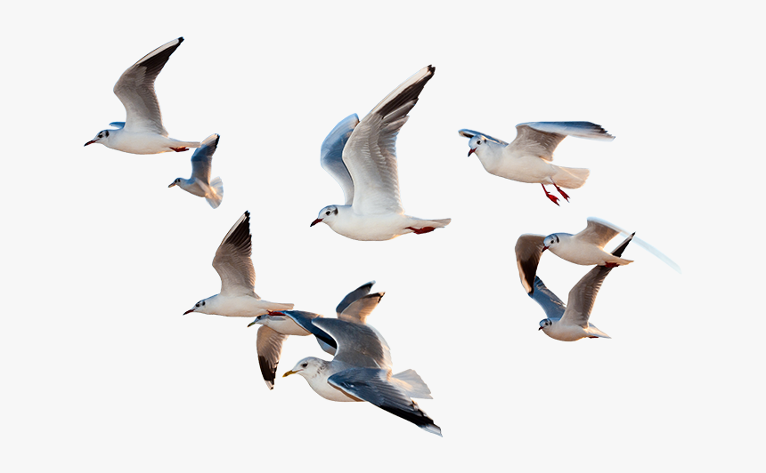 Gull - Birds Flying Images Png, Transparent Png