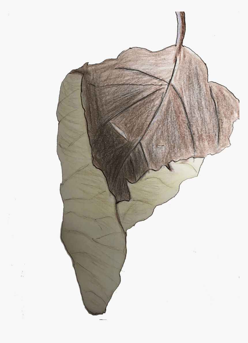 Sketch, HD Png Download