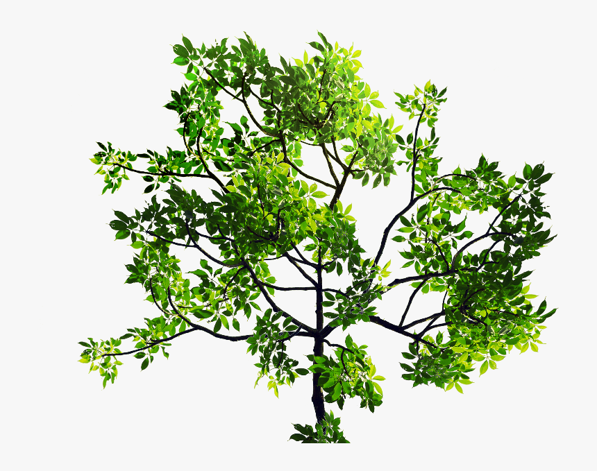 Green Leaves Tree Branch Png Stock Image - Transparent Tree Leaves Png, Png Download