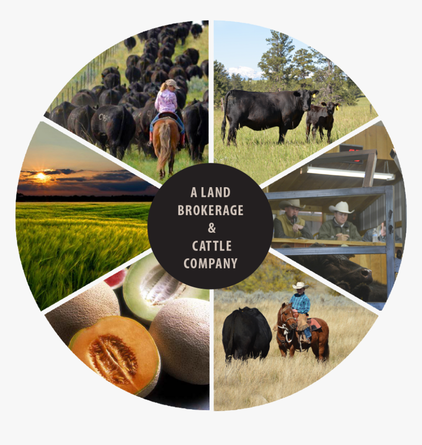 Water Buffalo, HD Png Download