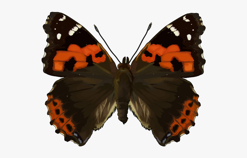 Vanessa, HD Png Download