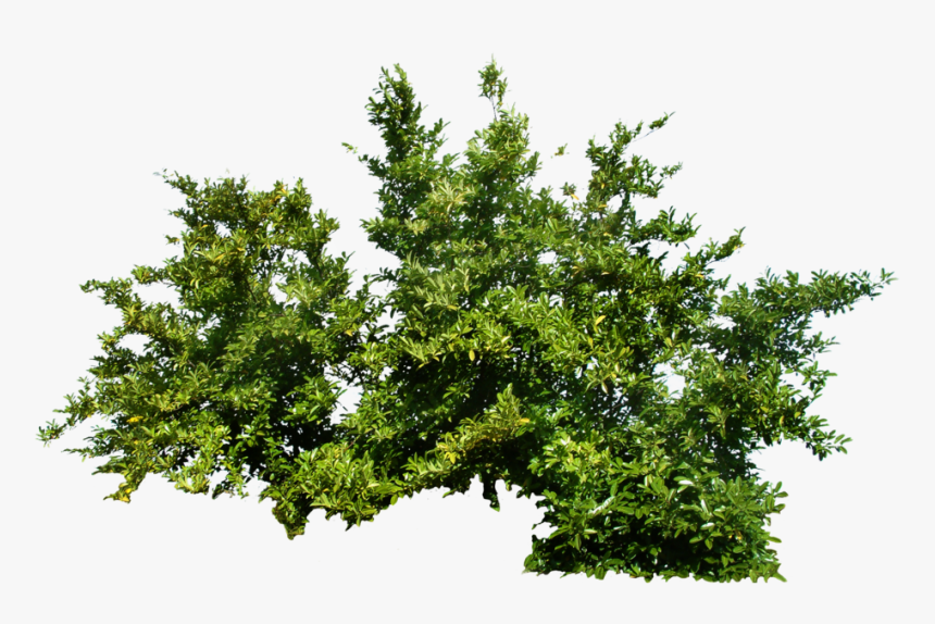 Bush Png Image - Transparent Bush Png, Png Download