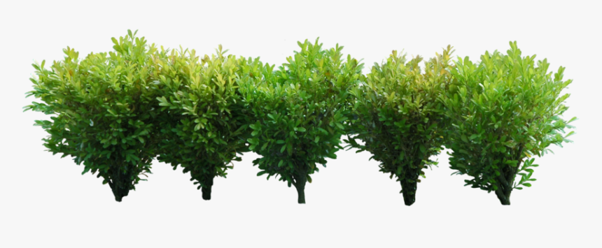 Bushes Png Image, Transparent Png