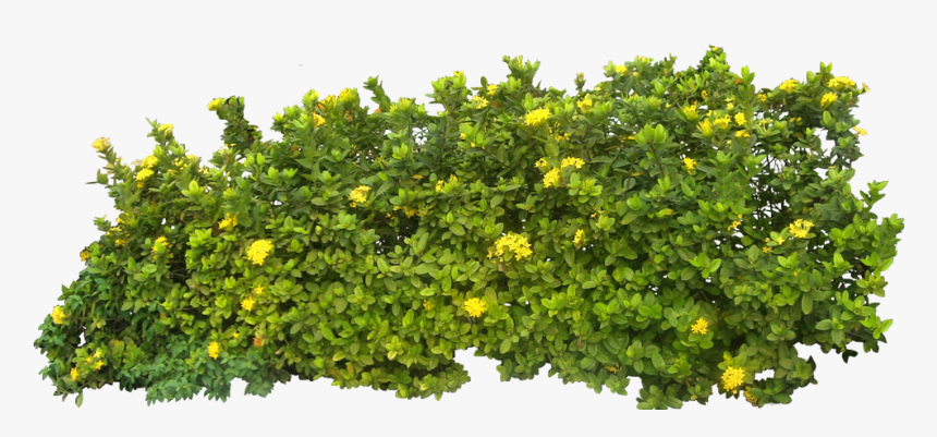 Bush Png Image - Bush Png, Transparent Png