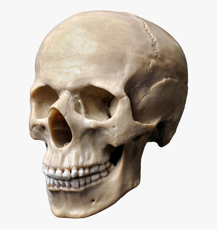 Clip Art Stock Photography Skeleton Head - Skull Stock, HD Png Download