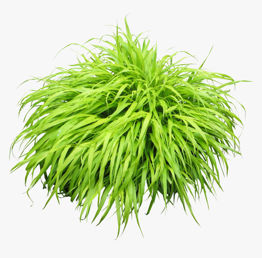 Bush Plant Png Image - Plants Png, Transparent Png