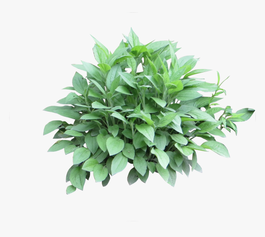 Bush Png, Transparent Png