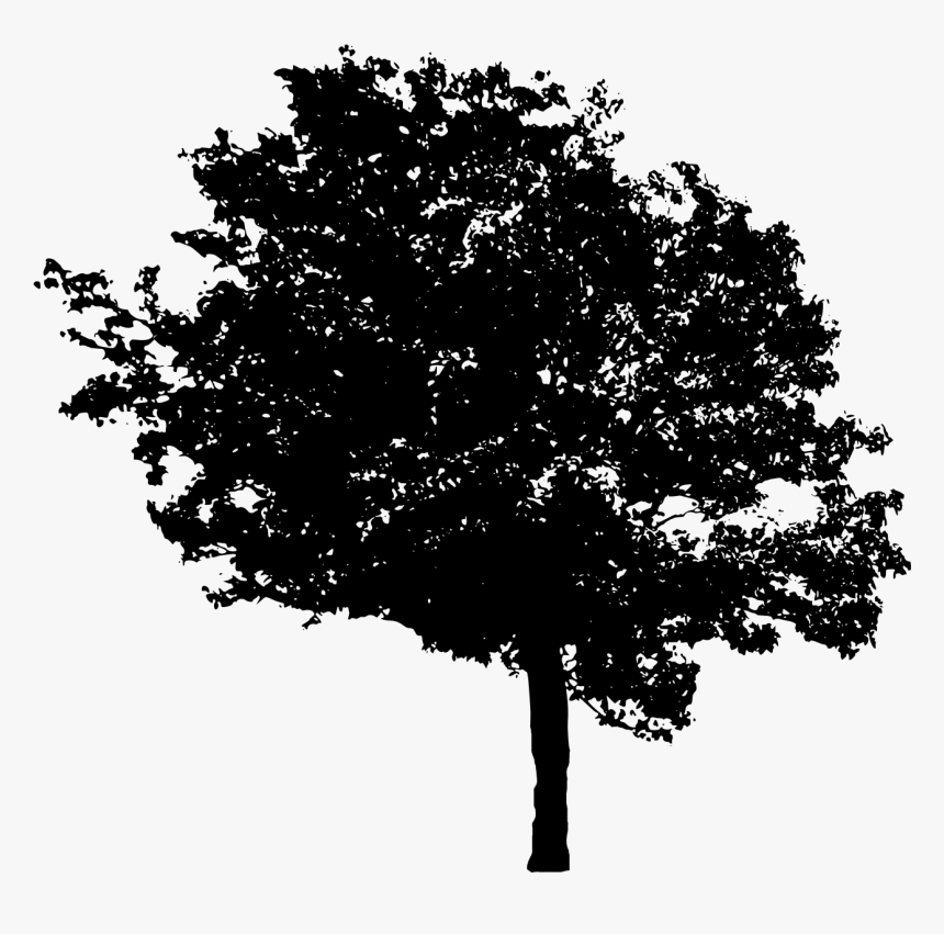 Tree-5 - Portable Network Graphics, HD Png Download