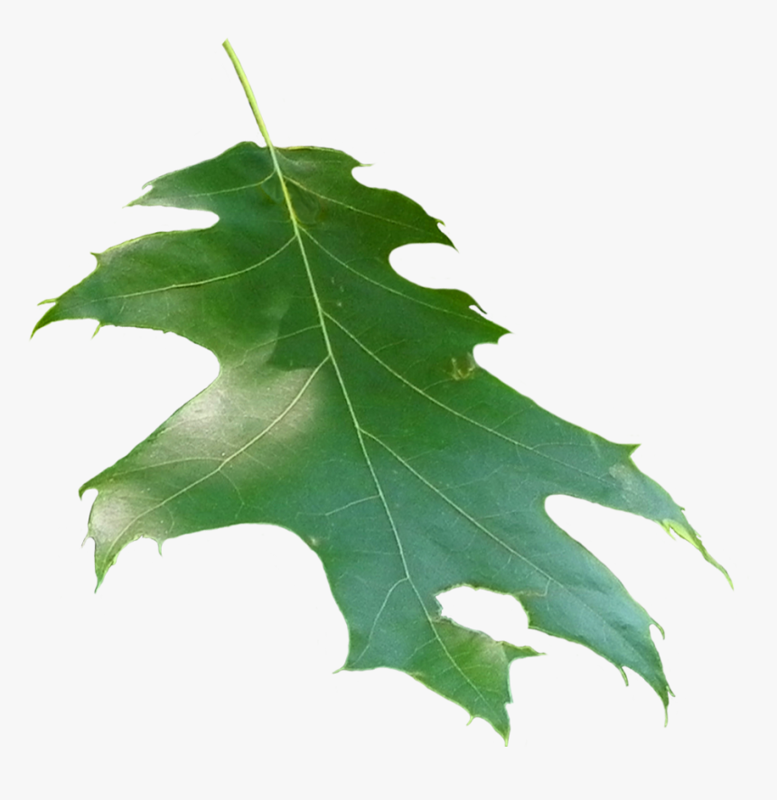 Quercus Rubra Leaf - Leaf, HD Png Download