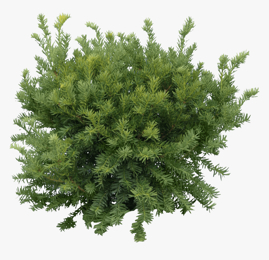 Bush Fir Tree - Green Tree Png, Transparent Png