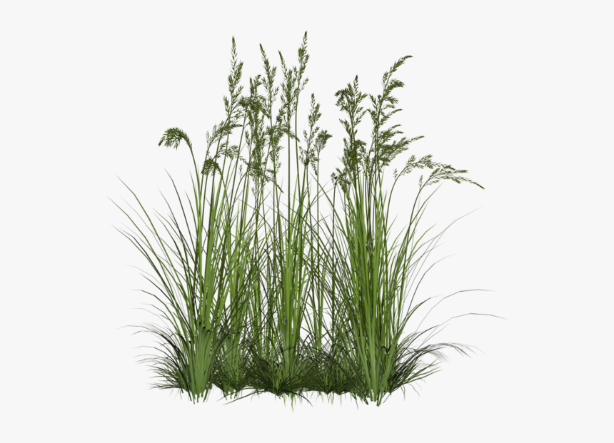 Sweet-grass - Transparent Background Plant Png, Png Download