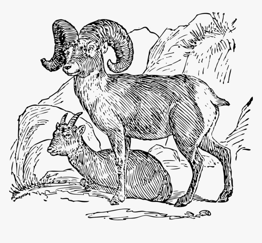 Borrego Cimarrón, Montaña, Cuernos, Rocas - Bighorn Sheep Line Drawing, HD Png Download