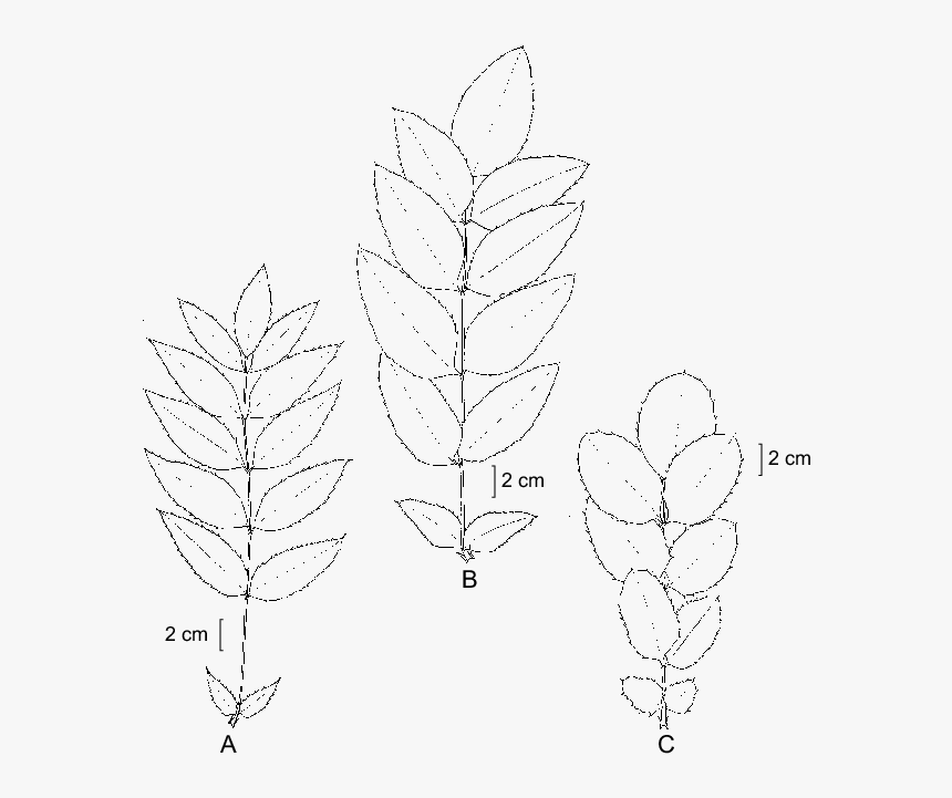 Variación En Las Hojas De Berberis Hartwegii Benth - Sketch, HD Png Download