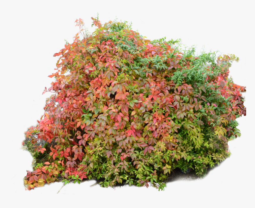 Spirea - Autumn Bushes Png, Transparent Png