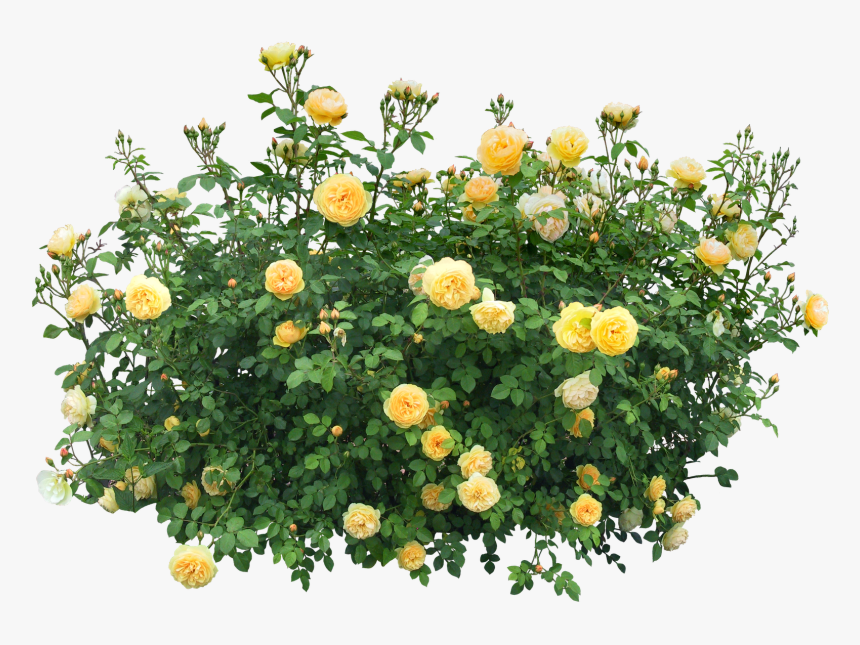 Bush Png Image - Flower Bush Png, Transparent Png