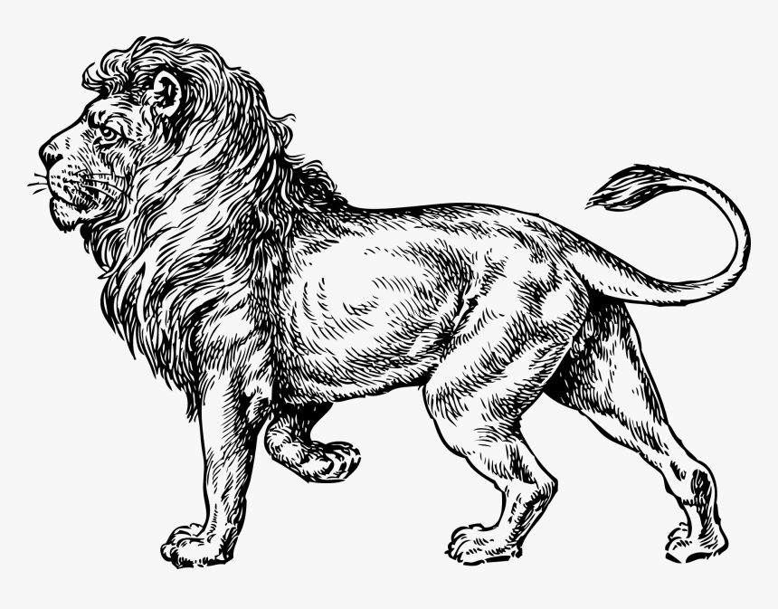 Transparent Lion Clipart - Lion Clip Art, HD Png Download