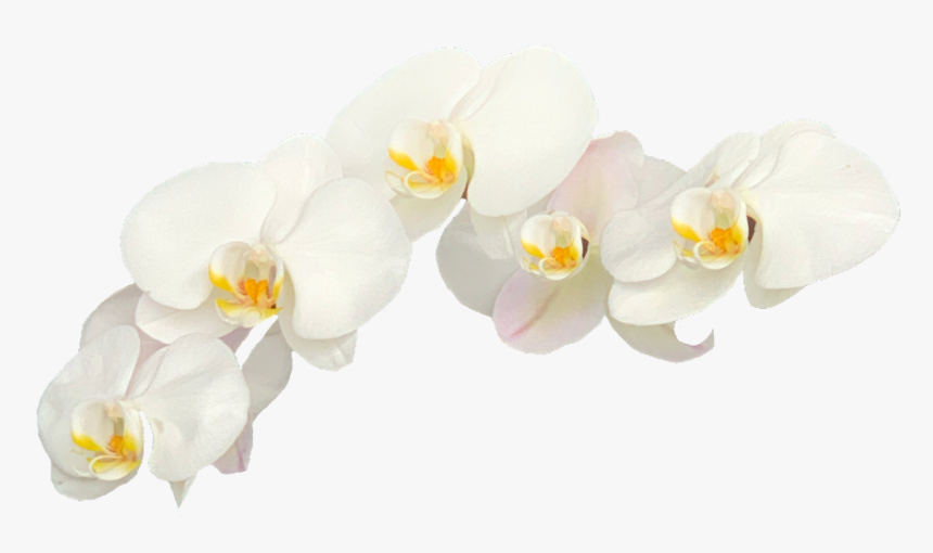 Moth Orchid, HD Png Download