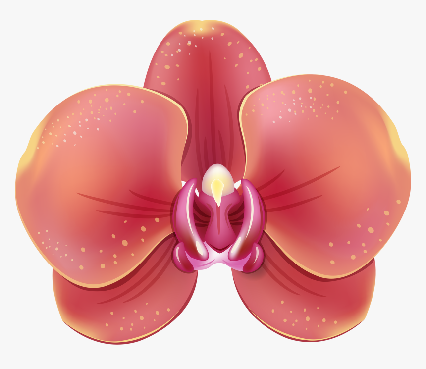 Orchids, HD Png Download