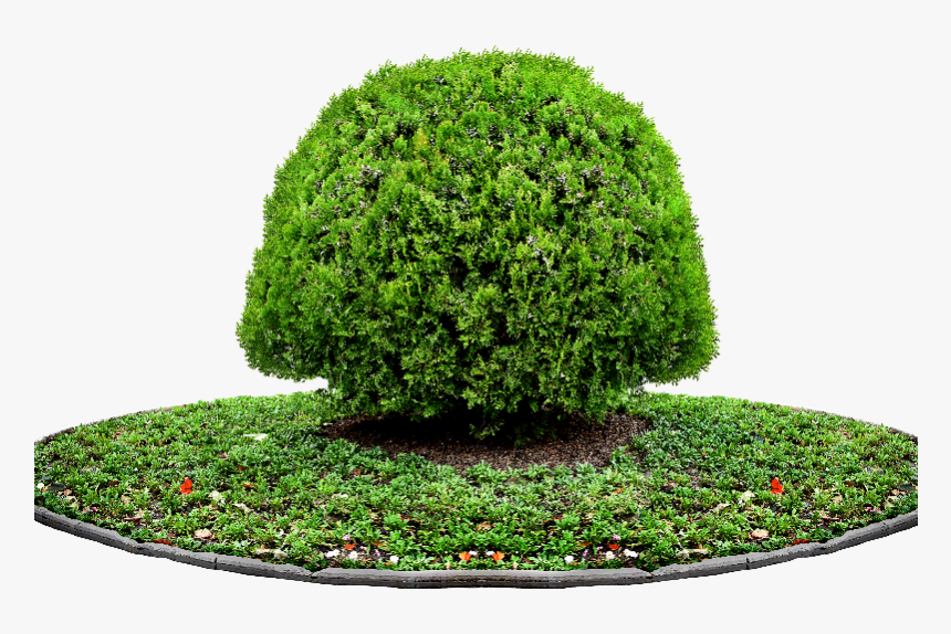 Transparent Pot Plant Png - Png Images For Photoshop Trees, Png Download