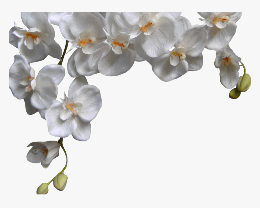 White Orchid Png Phalaenopsis - White Orchid Png, Transparent Png