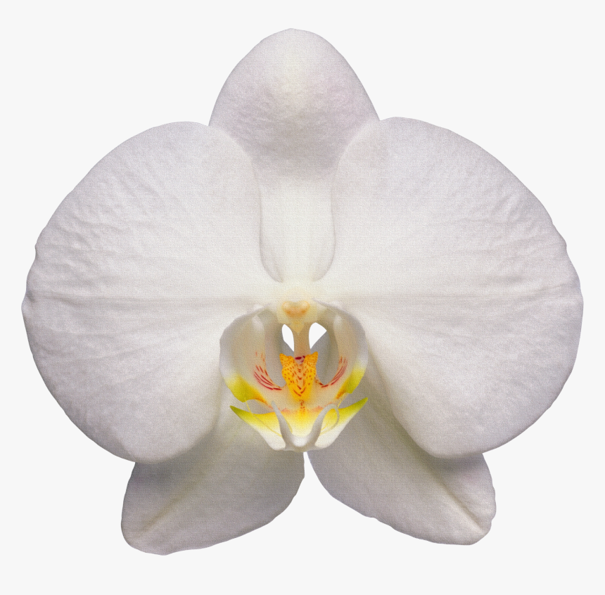 Orchid White Orchid Flower Transparent- - White Orchid Flower Transparent, HD Png Download